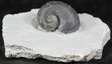 Platyostoma Gastropod - Waldron, Indiana #26469-1